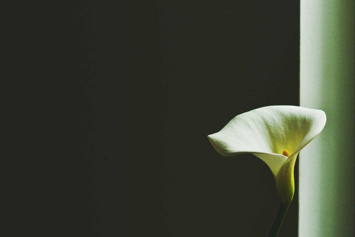 Weiße Calla im Gegenlicht
