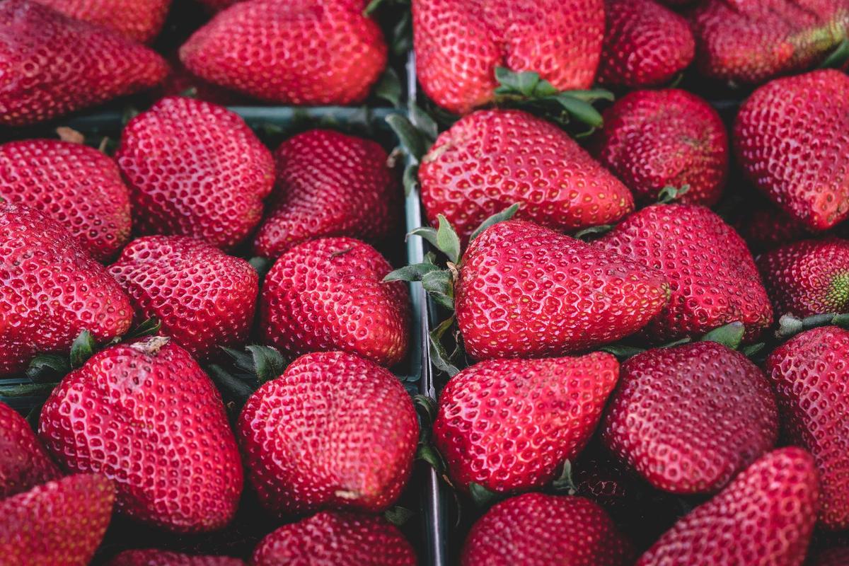 Erdbeeren in Reihen