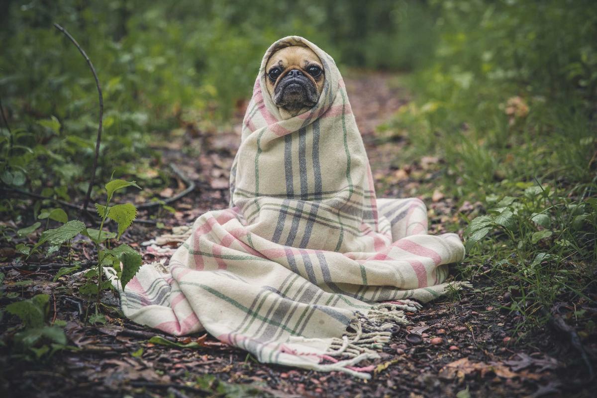 Mops in Decke im Wald
