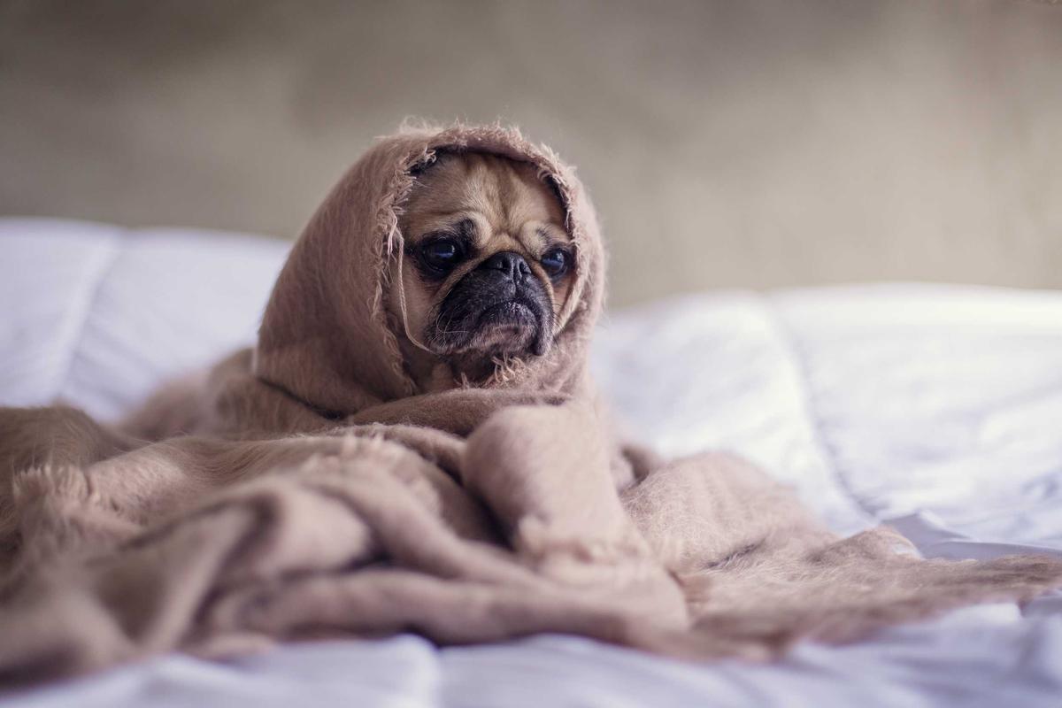 Mops in Decke auf dem Bett